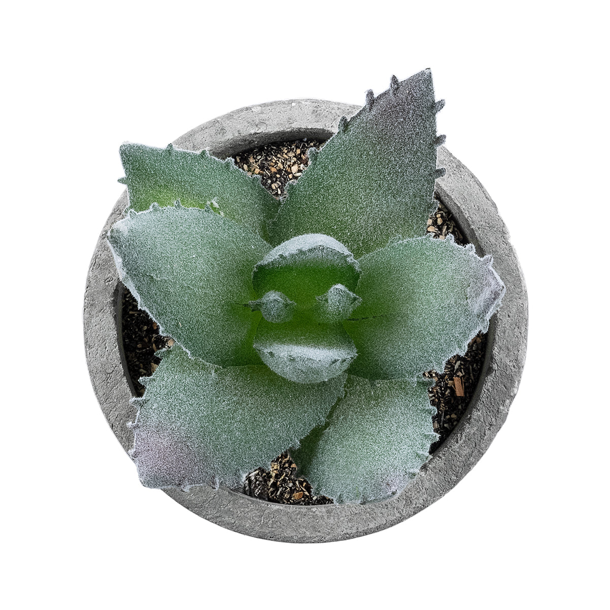 SUCCULENT ALOE 21026 Διακοσμητικό Φυτό Παχύφυτο Αλόη Υ10.5cm