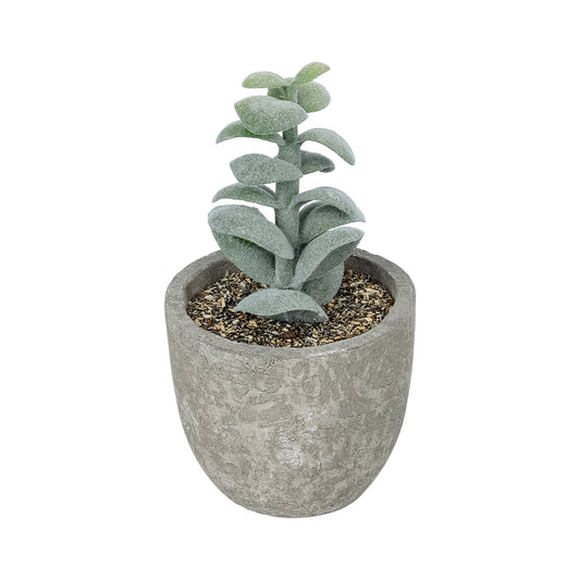 SUCCULENT SEDEVERIA POTTED PLANT 21027 Διακοσμητικό Φυτό Σεδεβέρια Φ5 x Υ11cm