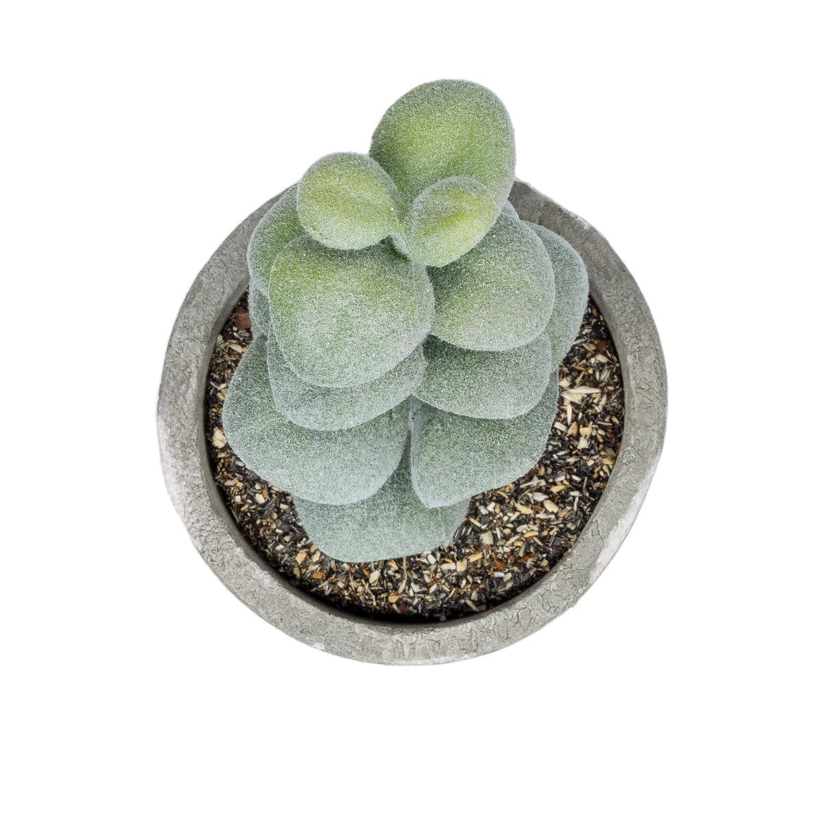 SUCCULENT SEDEVERIA POTTED PLANT 21027 Διακοσμητικό Φυτό Σεδεβέρια Φ5 x Υ11cm