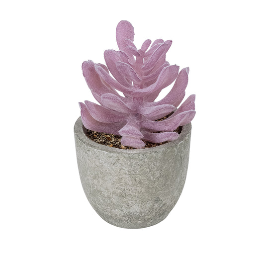 SUCCULENT CRASSULA POTTED PLANT 21029 Διακοσμητικό Φυτό Κρασούλα Φ7 x Υ10,5cm