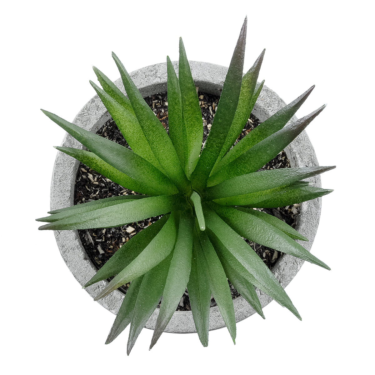 SUCCULENT ALOE 21030 Διακοσμητικό Φυτό Παχύφυτο Αλόη Υ10cm