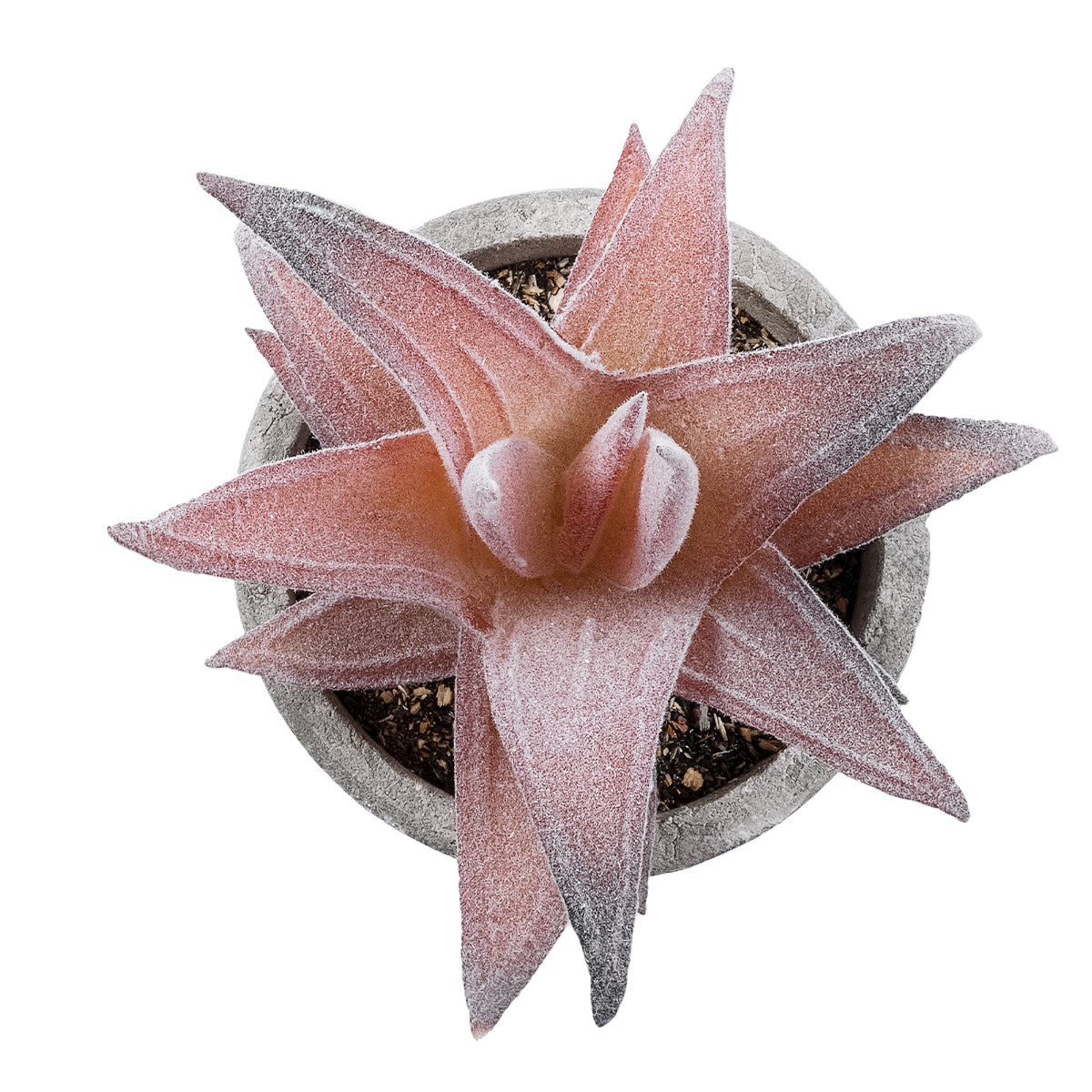 SUCCULENT ALOE 21032 Διακοσμητικό Φυτό Παχύφυτο Αλόη Υ11cm