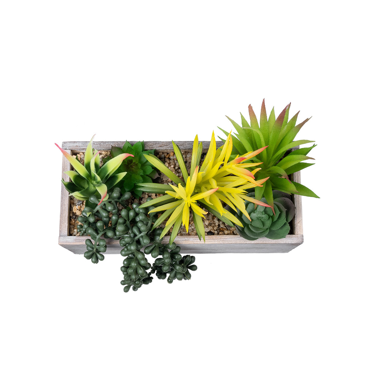 SUCCULENT VARIUS PLANT POTTED 21034 Διακοσμητικό Φυτό Μίξ Μ23 x Π13 x Υ23cm