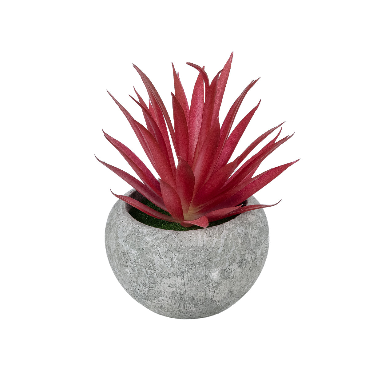 AIR PLANT TILLANDSIA POTTED PLANT 21035 Διακοσμητικό Φυτό Τιλάντσια Φ12 x Υ15cm