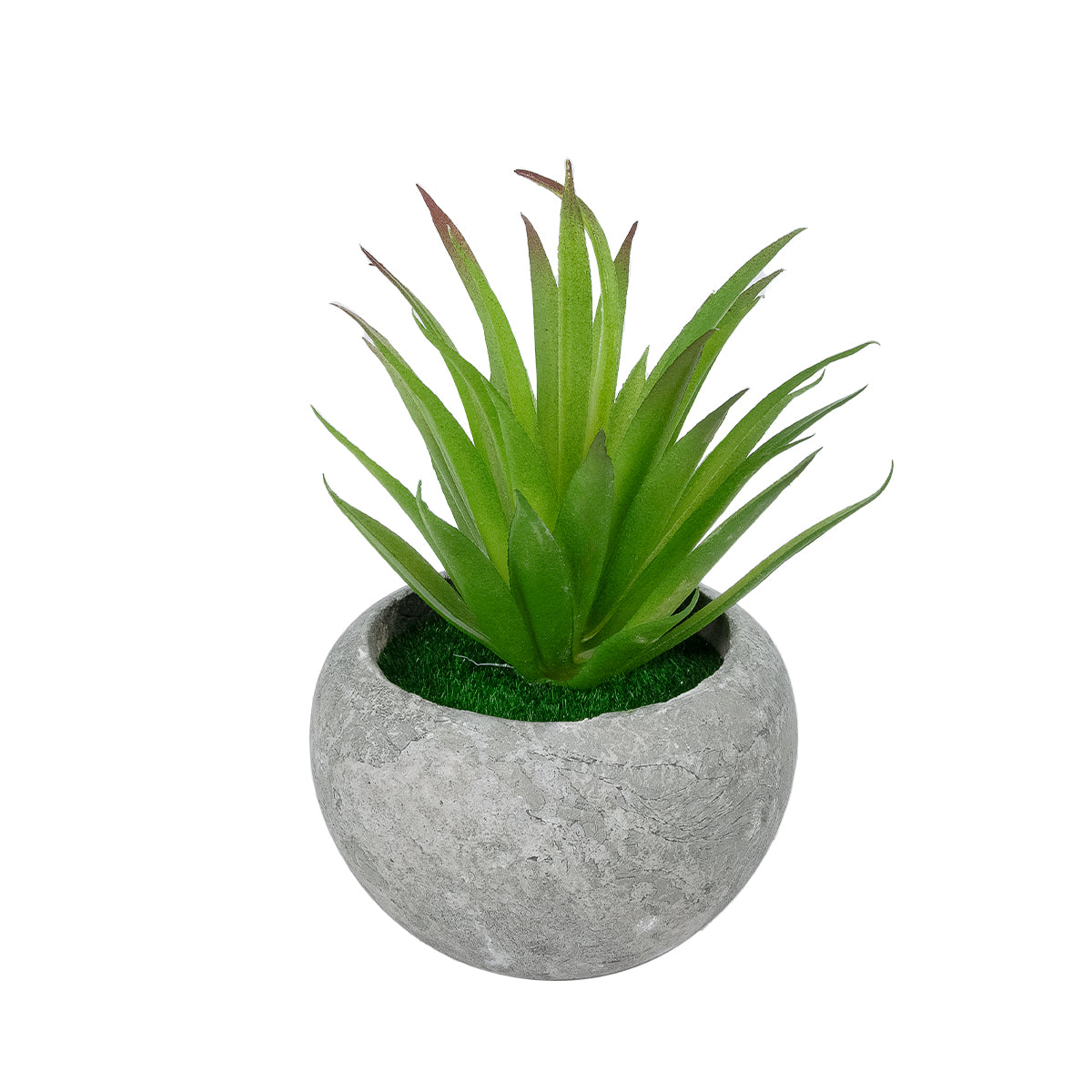 AIR PLANT TILLANDSIA POTTED PLANT 21036 Διακοσμητικό Φυτό Τιλάντσια Φ12 x Υ15cm