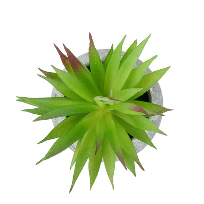 AIR PLANT TILLANDSIA POTTED PLANT 21036 Διακοσμητικό Φυτό Τιλάντσια Φ12 x Υ15cm