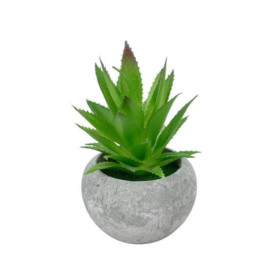 SUCCULENT ALOE POTTED PLANT 21037 Διακοσμητικό Φυτό Αλόη Φ10 x Υ15cm