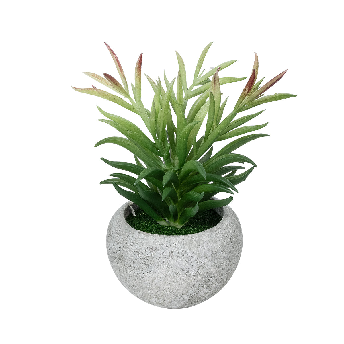 SUCCULENT CRASSULA POTTED PLANT 21038 Διακοσμητικό Φυτό Κρασούλα Φ10 x Υ17cm