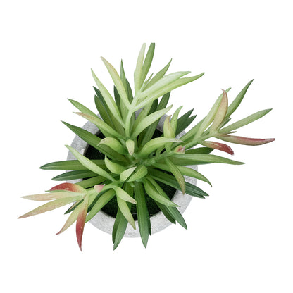 SUCCULENT CRASSULA POTTED PLANT 21038 Διακοσμητικό Φυτό Κρασούλα Φ10 x Υ17cm