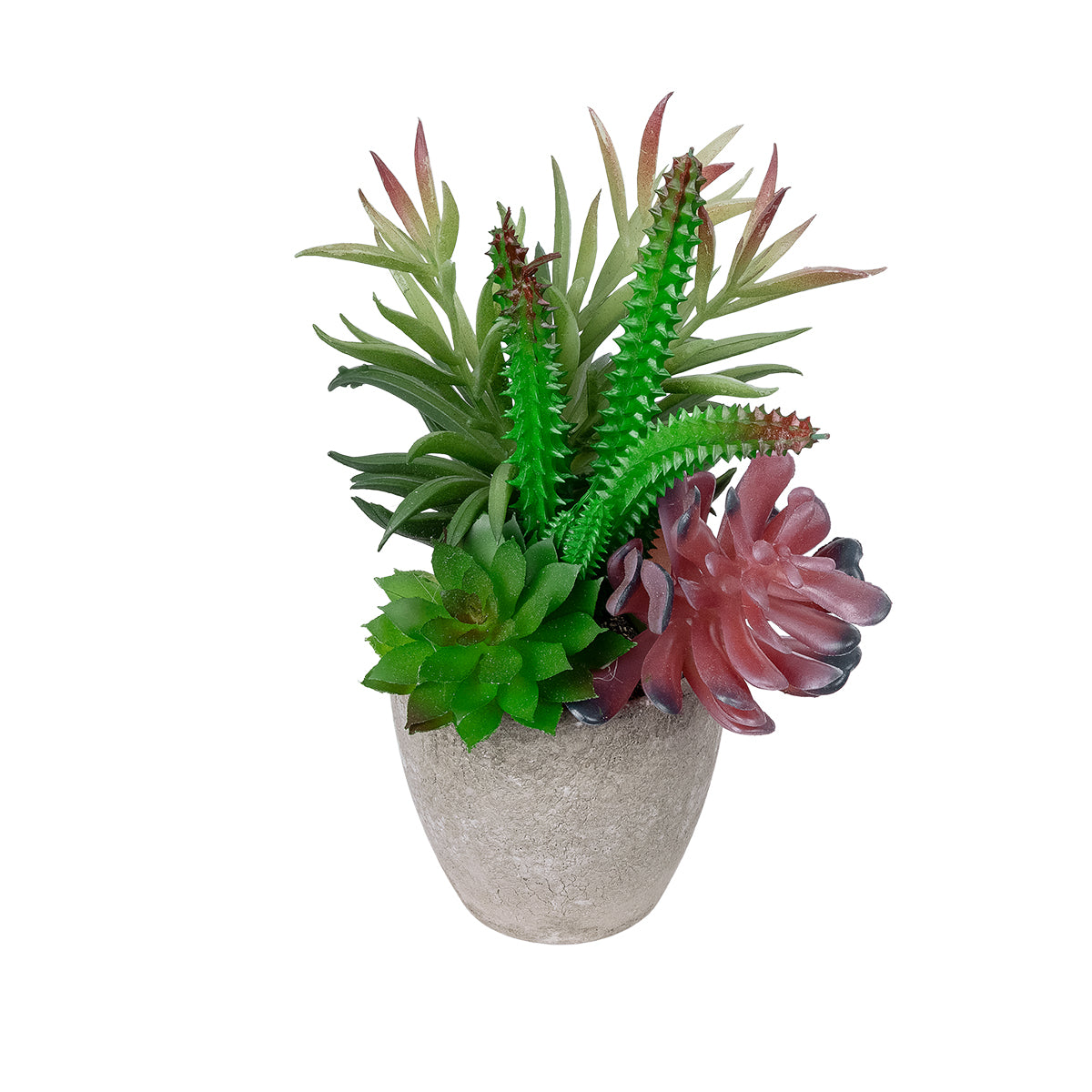 SUCCULENT VARIUS PLANT POTTED 21039 Διακοσμητικό Φυτό Μίξ Μ17 x Υ20cm