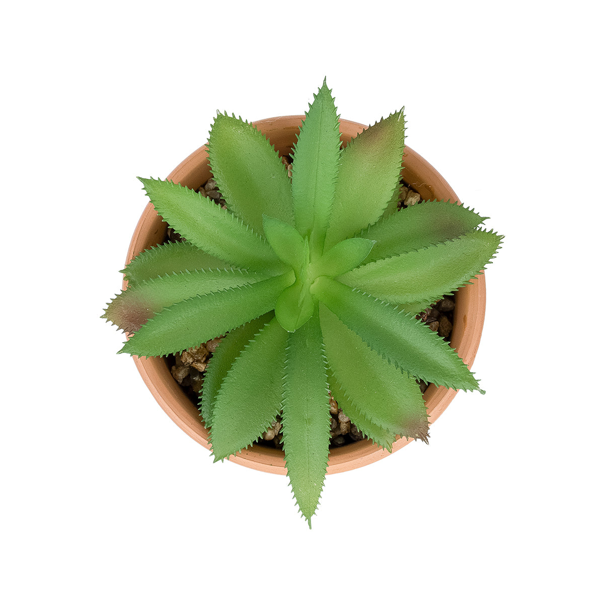 SUCCULENT ALOE POTTED PLANT 21040 Διακοσμητικό Φυτό Αλόη Φ9 x Υ14cm