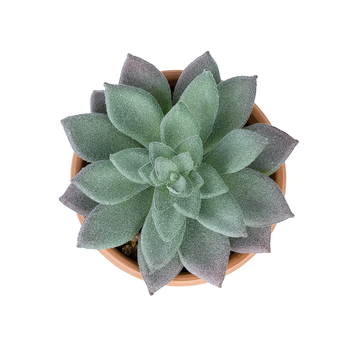 SUCCULENT SEDEVERIA POTTED PLANT 21041 Διακοσμητικό Φυτό Σεδεβέρια Φ11x Υ14cm