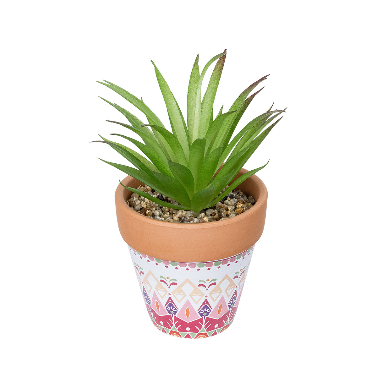 AIR PLANT NEOPHYTUM POTTED PLANT 21043 Διακοσμητικό Φυτό Νεόφυτο Φ12 x Υ15cm