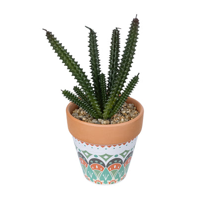 SUCCULENT EUPHORBIA POTTED PLANT 21045 Διακοσμητικό Φυτό Ευφορβία Φ11 x Υ19cm