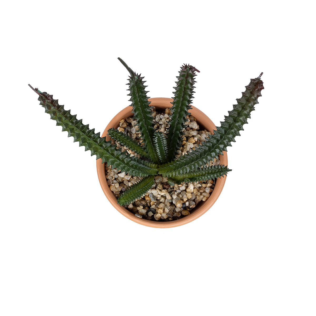 SUCCULENT EUPHORBIA POTTED PLANT 21045 Διακοσμητικό Φυτό Ευφορβία Φ11 x Υ19cm