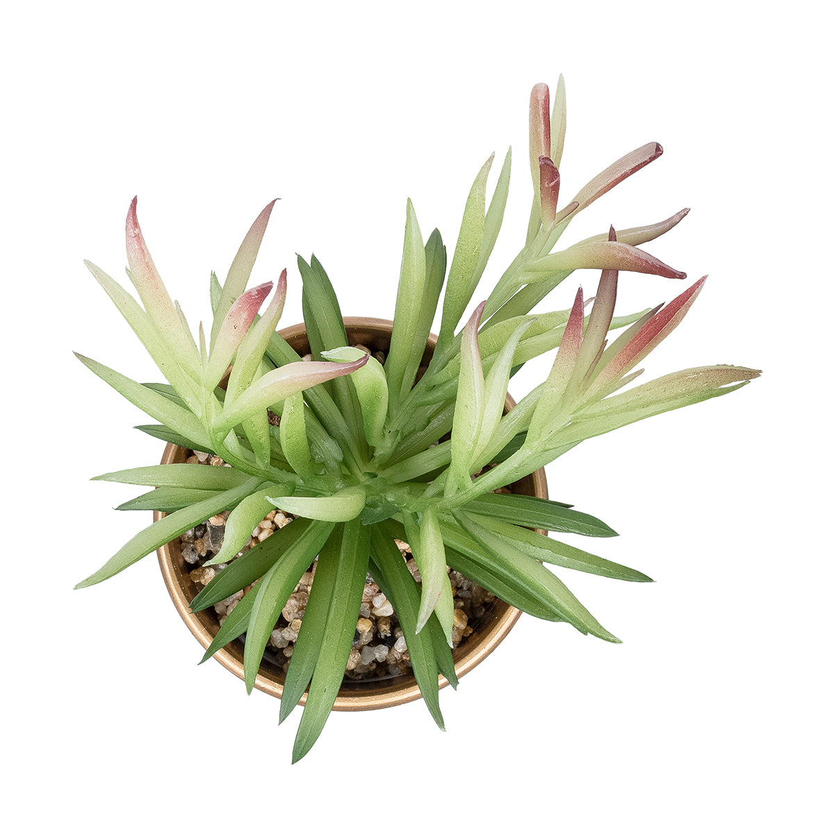 SUCCULENT CRASSULA POTTED PLANT 21046 Διακοσμητικό Φυτό Κρασούλα Φ12 x Υ20cm