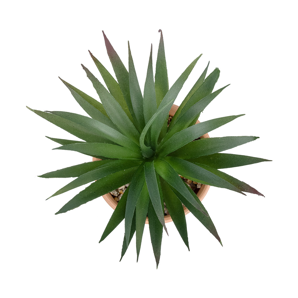 SUCCULENT SANSEVIERIA POTTED PLANT 21047 Διακοσμητικό Φυτό Σανσεβιέρια Φ16x Υ20cm