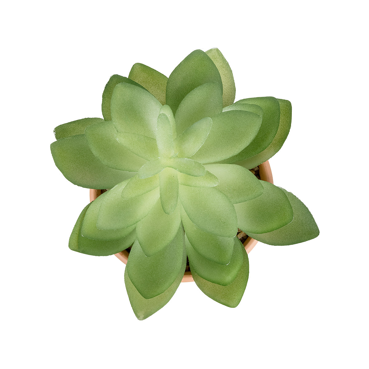 SUCCULENT ECHEVERIA POTTED PLANT 21048 Διακοσμητικό Φυτό Εχεβέρια Φ13 x Υ18cm