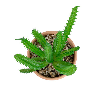 SUCCULENT EUPHORBIA POTTED PLANT 21052 Διακοσμητικό Φυτό Ευφορβία Φ18 x Υ23cm