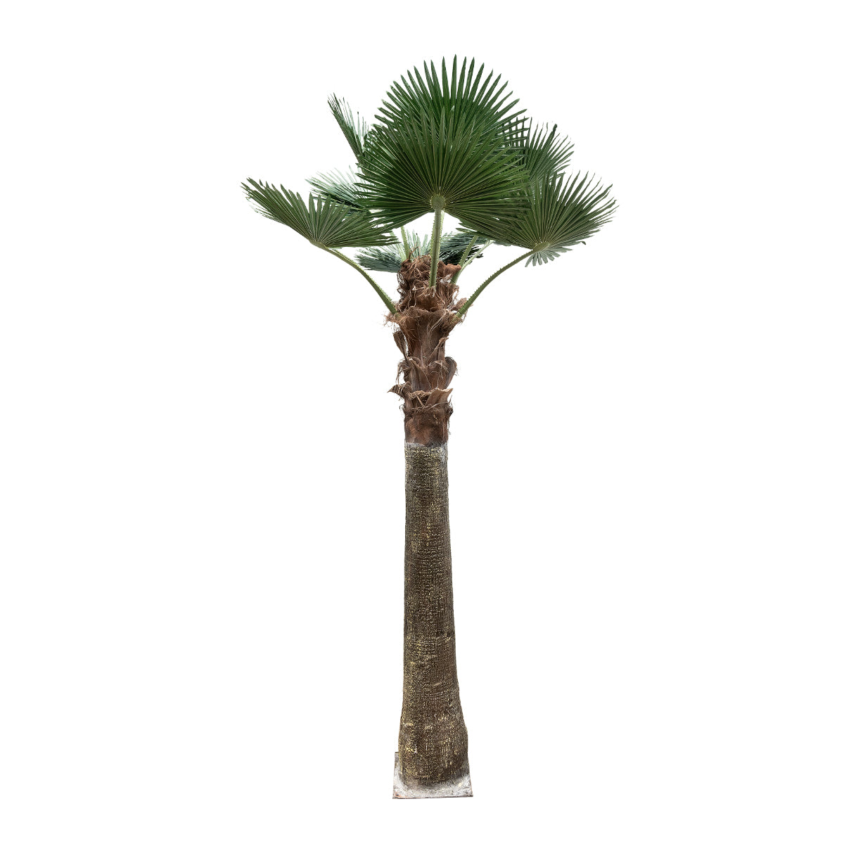 PLANT PALM TREE 21055 Διακοσμητικό Δέντρο Φοίνικα Φ240 x Υ400cm