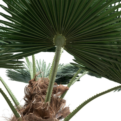 PLANT PALM TREE 21055 Διακοσμητικό Δέντρο Φοίνικα Φ240 x Υ400cm