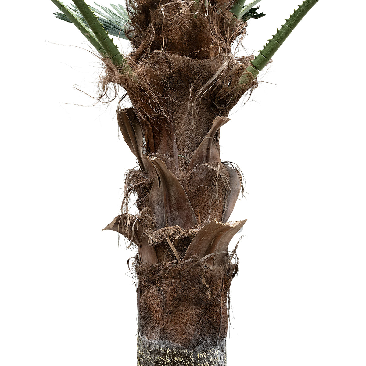 PLANT PALM TREE 21055 Διακοσμητικό Δέντρο Φοίνικα Φ240 x Υ400cm