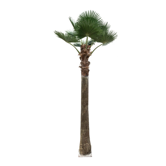 PLANT PALM TREE 21056 Διακοσμητικό Δέντρο Φοίνικα Φ240 x Υ500cm