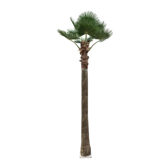 PLANT PALM TREE 21057 Διακοσμητικό Δέντρο Φοίνικα Φ240 x Υ600cm