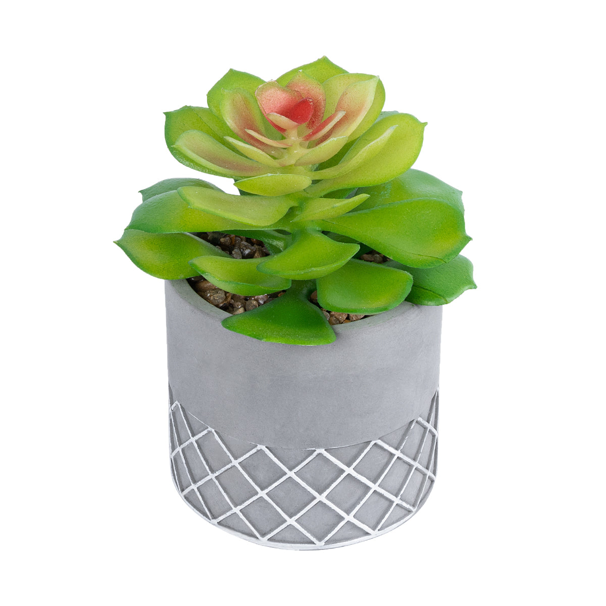 SUCCULENT SEDEVERIA 21095 Διακοσμητικό Φυτό Παχύφυτο Σεντεβέρια Υ17cm