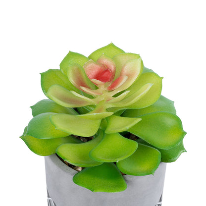 SUCCULENT SEDEVERIA 21095 Διακοσμητικό Φυτό Παχύφυτο Σεντεβέρια Υ17cm