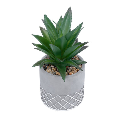 SUCCULENT ALOE 21096 Διακοσμητικό Φυτό Παχύφυτο Αλόη Υ17cm