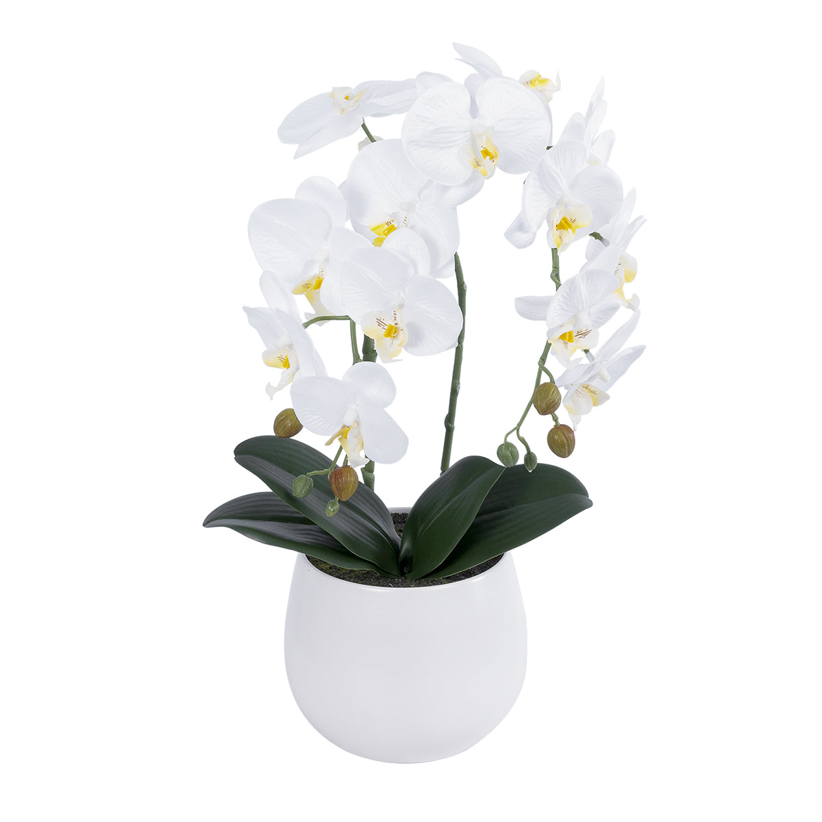 WHITE ORCHID 21117 Διακοσμητικό Φυτό Λευκή Ορχιδέα Υ45cm