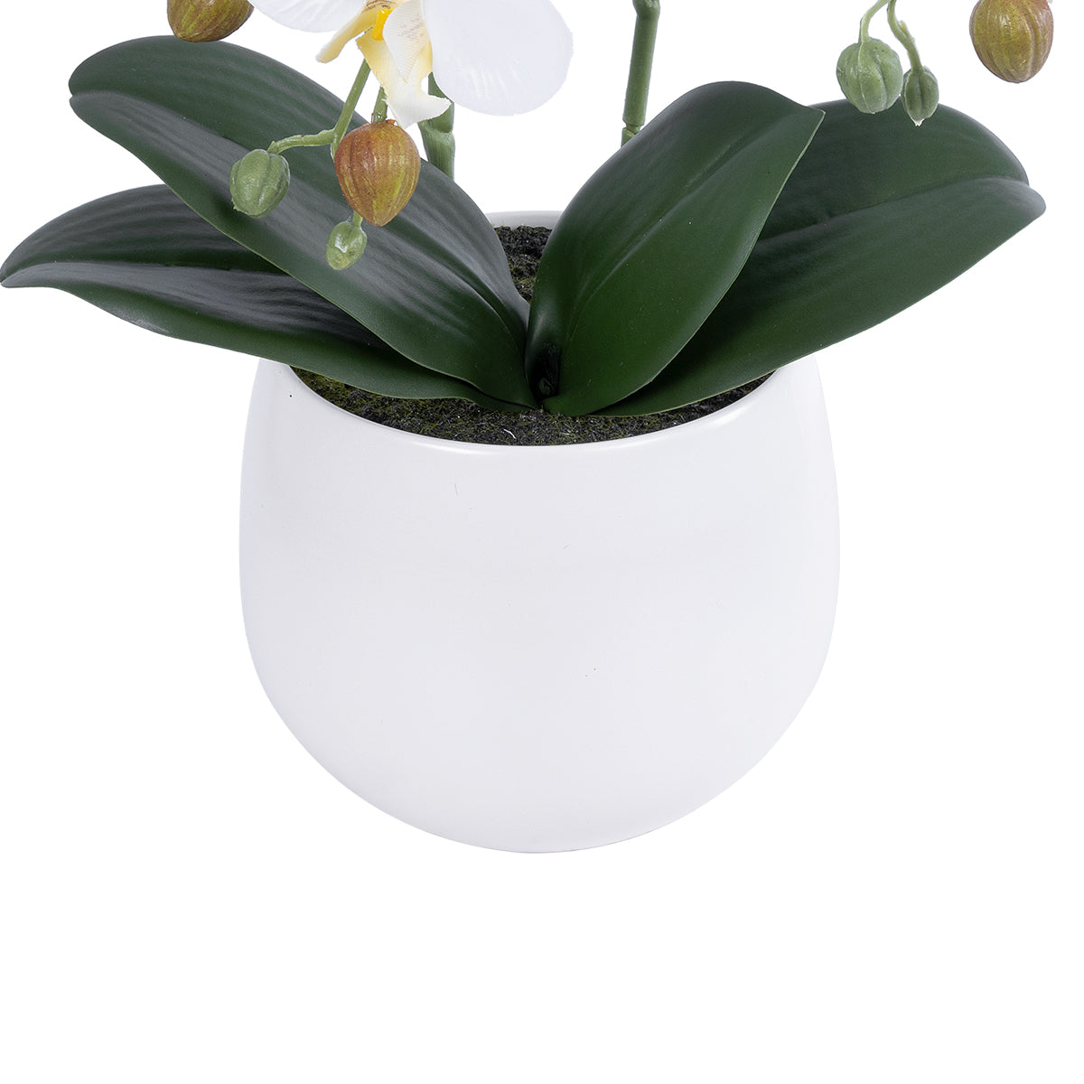 WHITE ORCHID 21117 Διακοσμητικό Φυτό Λευκή Ορχιδέα Υ45cm