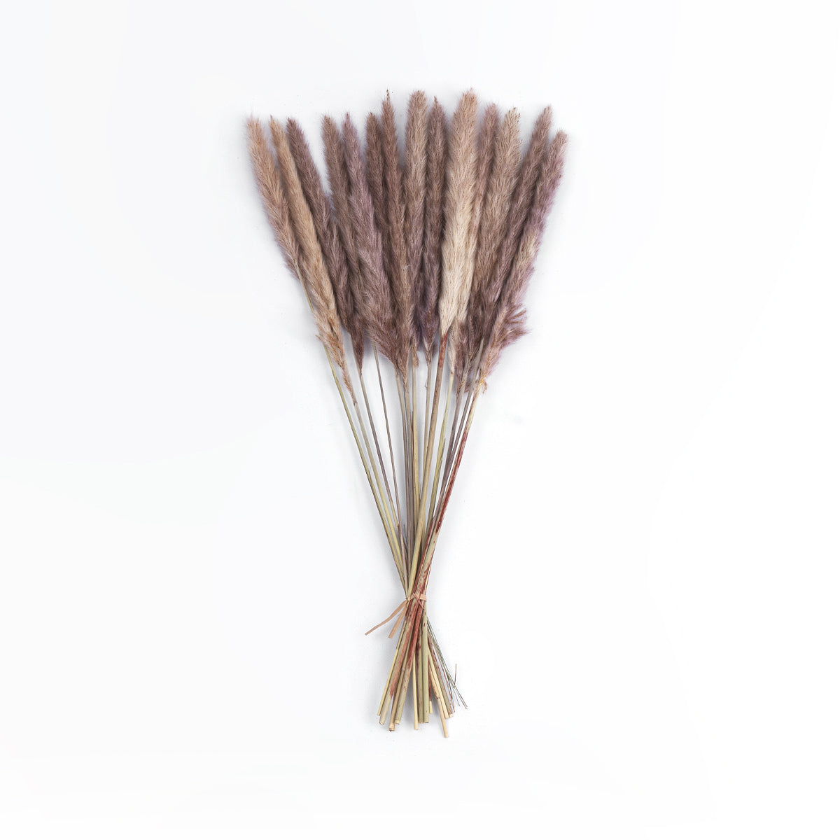 REAL DRIED BROWN PAMPAS GRASS BUNCH 21215 Αποξηραμένο Διακοσμητικό Μπουκέτο Pampas Kάφε Y50cm