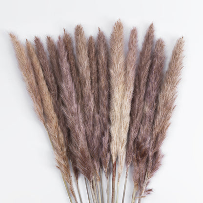 REAL DRIED BROWN PAMPAS GRASS BUNCH 21215 Αποξηραμένο Διακοσμητικό Μπουκέτο Pampas Kάφε Y50cm