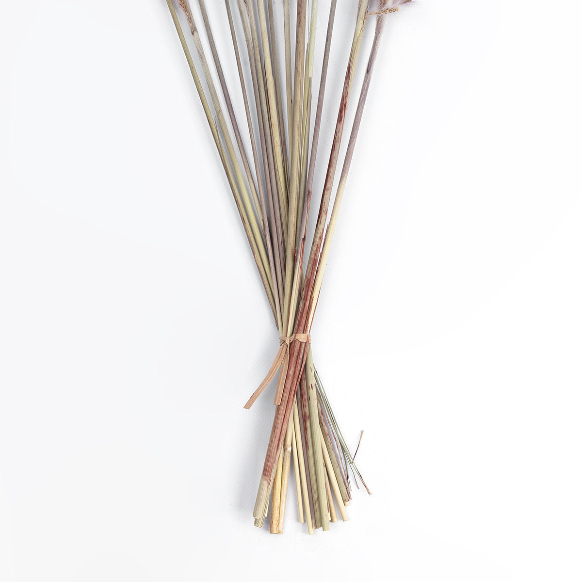 REAL DRIED BROWN PAMPAS GRASS BUNCH 21215 Αποξηραμένο Διακοσμητικό Μπουκέτο Pampas Kάφε Y50cm