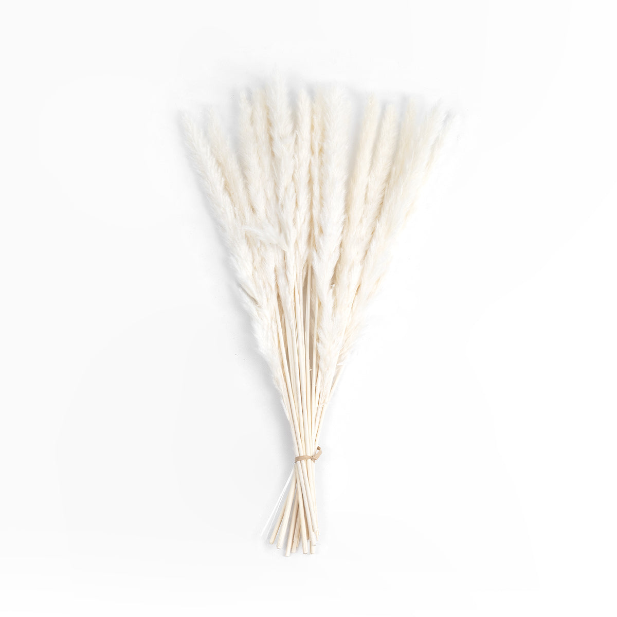 REAL DRIED BEIGE PAMPAS GRASS BUNCH 21216 Αποξηραμένο Διακοσμητικό Μπουκέτο Pampas Μπέζ Y50cm