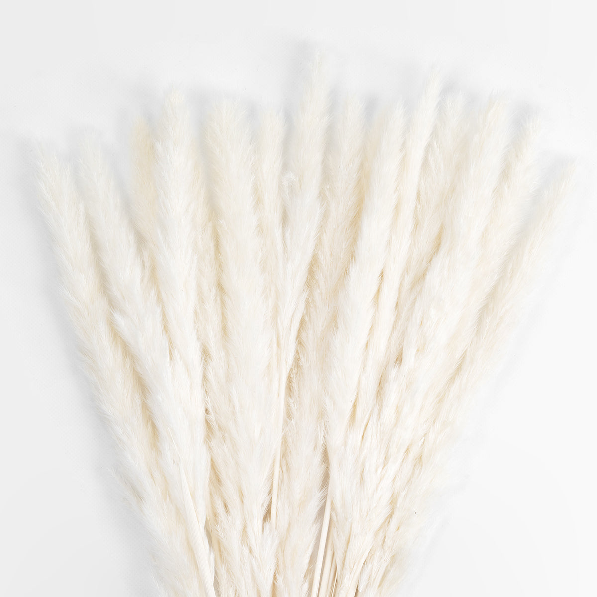 REAL DRIED BEIGE PAMPAS GRASS BUNCH 21216 Αποξηραμένο Διακοσμητικό Μπουκέτο Pampas Μπέζ Y50cm