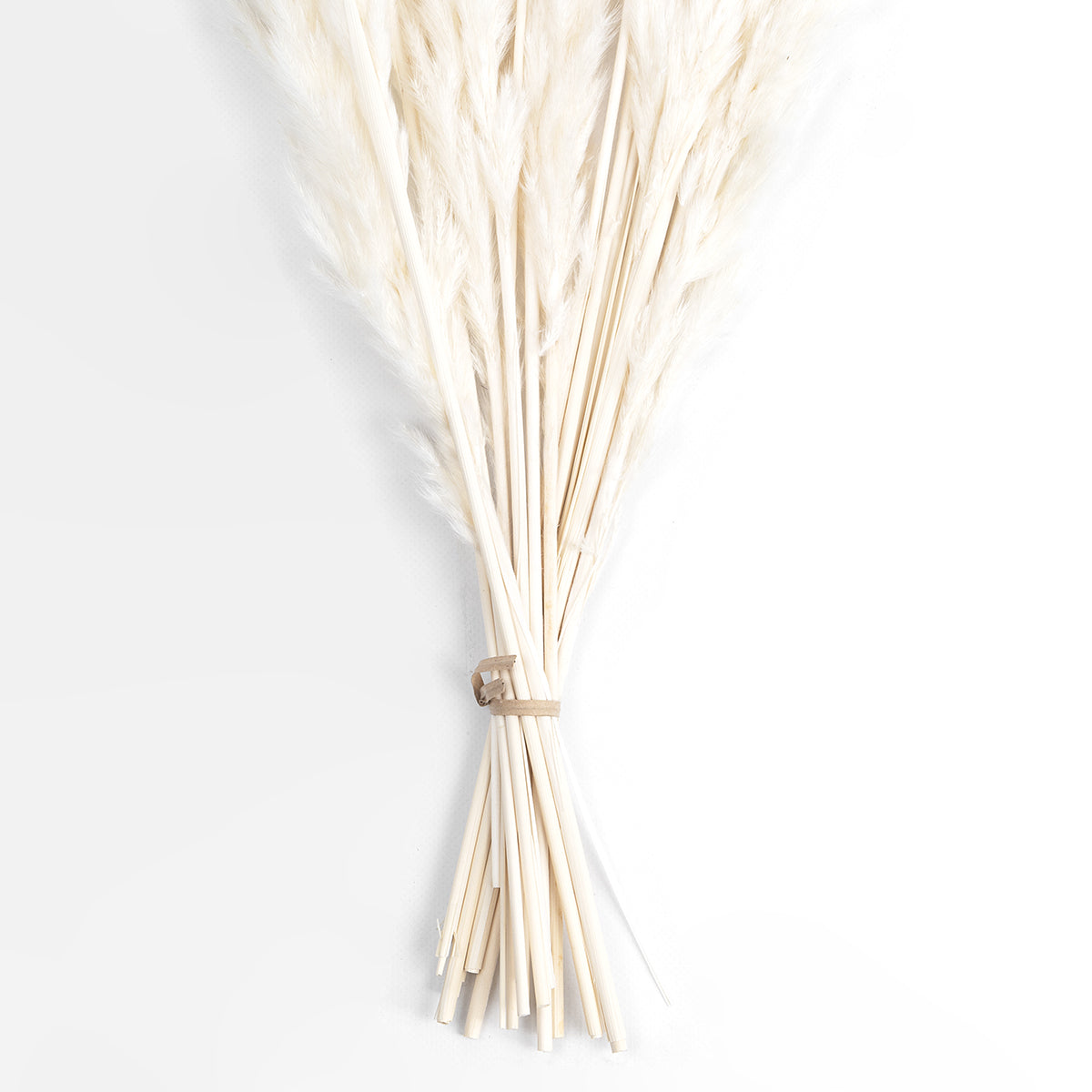 REAL DRIED BEIGE PAMPAS GRASS BUNCH 21216 Αποξηραμένο Διακοσμητικό Μπουκέτο Pampas Μπέζ Y50cm