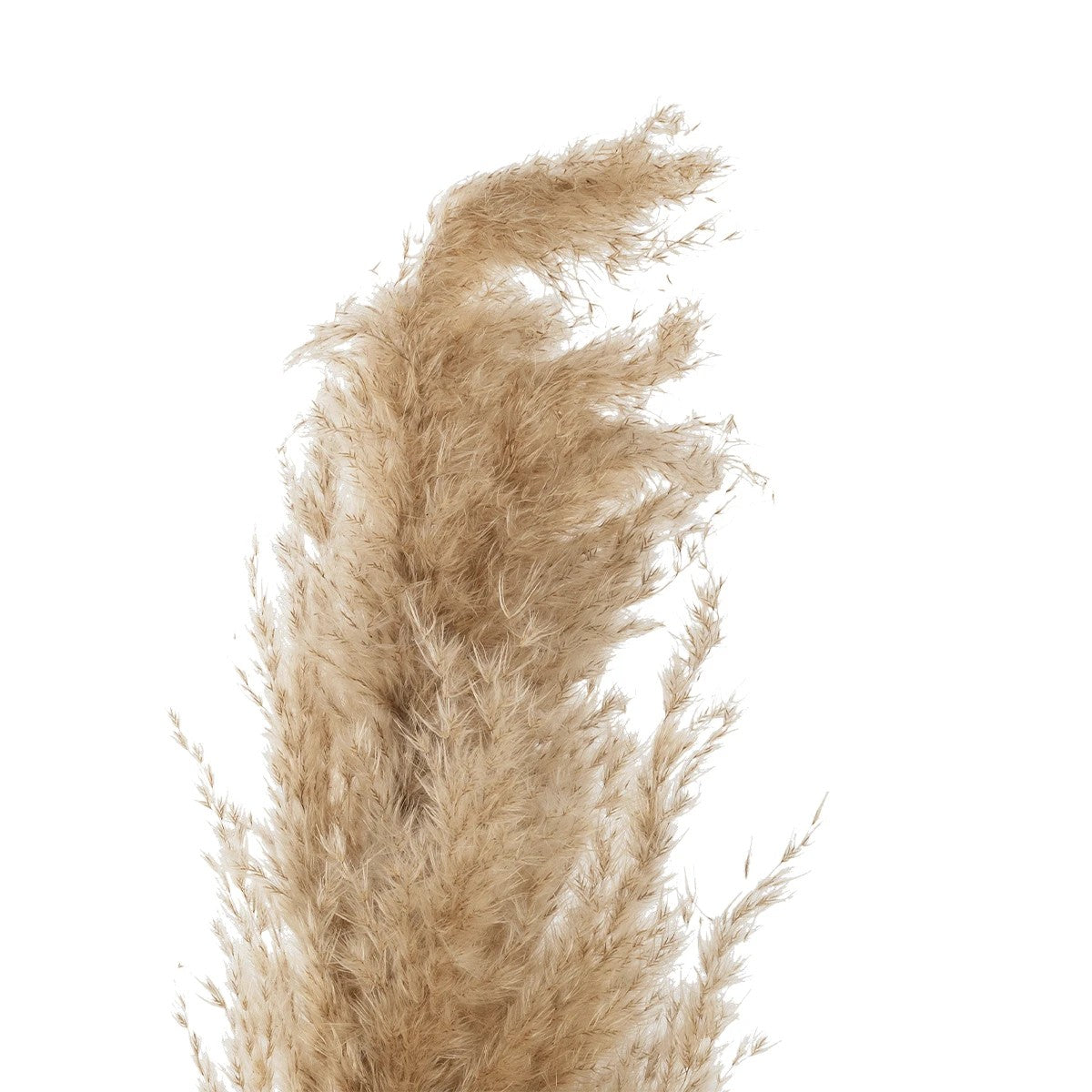 PAMPAS GRASS 21217 Αποξηραμένο Διακοσμητικό Γρασίδι Πάμπας Μ10 x Π10 x Υ150