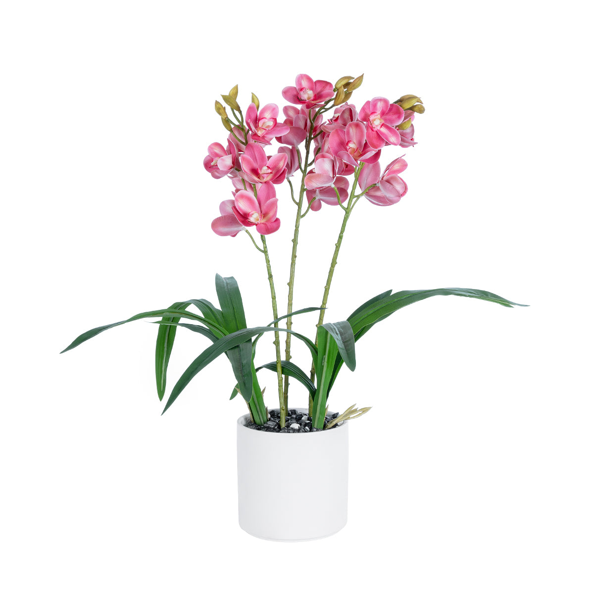 PINK CHERRY CYMBIDIUM 21402 Διακοσμητικό Φυτό Φούξια Κυμβίδιο Υ60cm