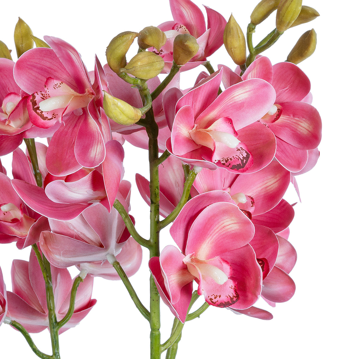 PINK CHERRY CYMBIDIUM 21402 Διακοσμητικό Φυτό Φούξια Κυμβίδιο Υ60cm