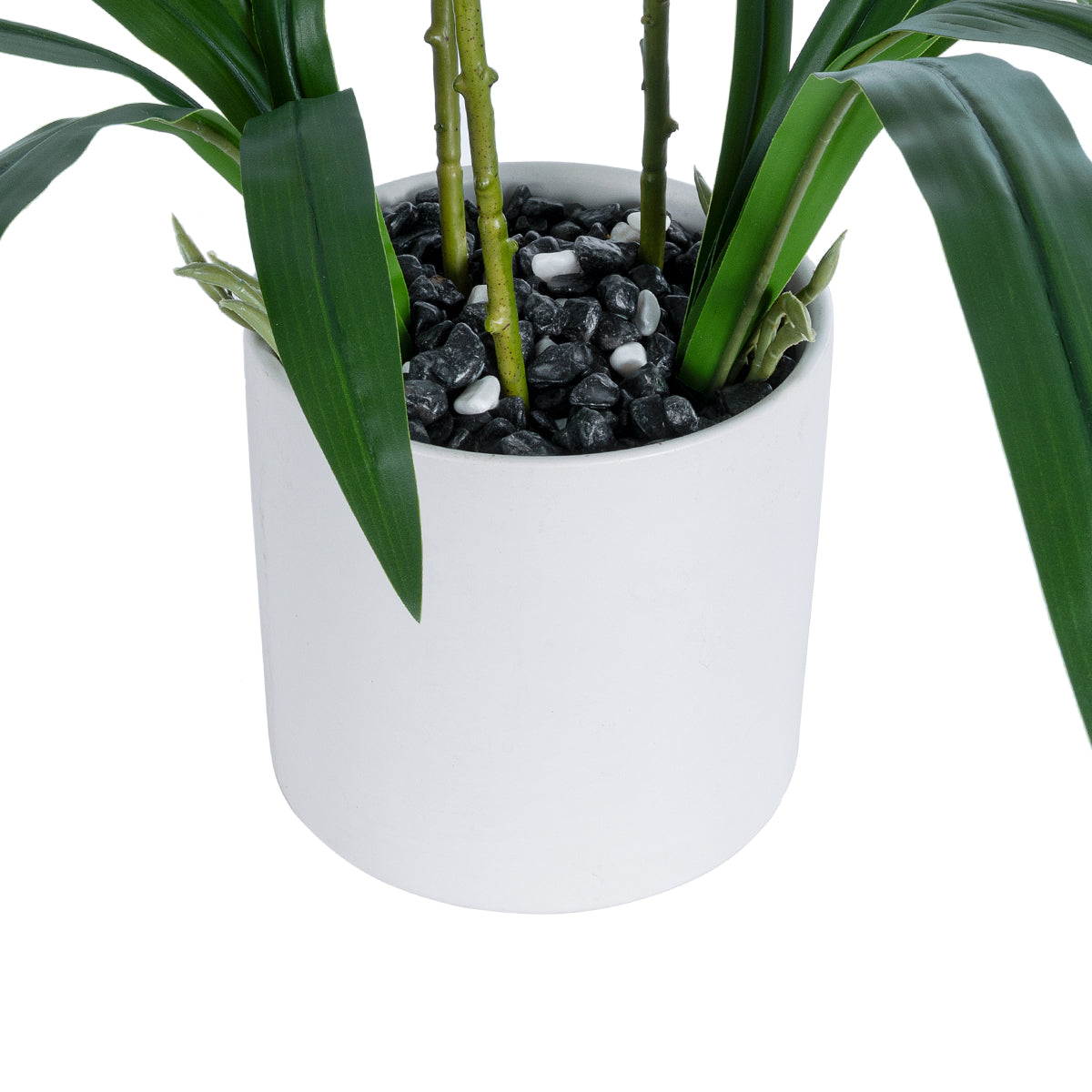 PINK CHERRY CYMBIDIUM 21402 Διακοσμητικό Φυτό Φούξια Κυμβίδιο Υ60cm