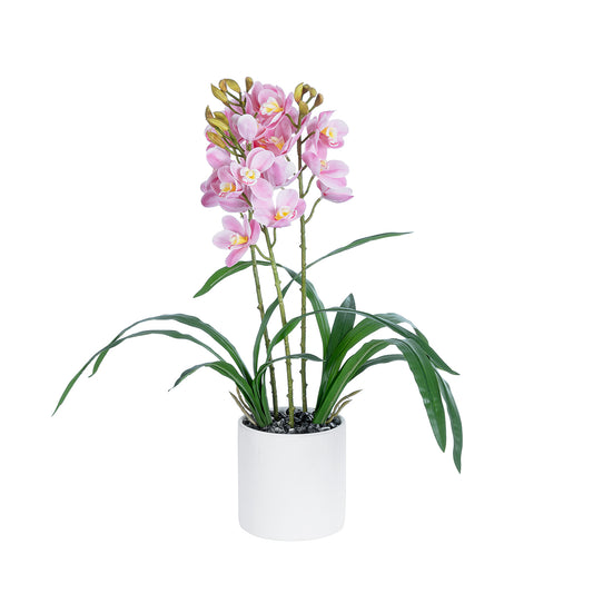 PALE PINK CHERRY CYMBIDIUM 21403 Διακοσμητικό Φυτό Ροζ Κυμβίδιο Υ60cm