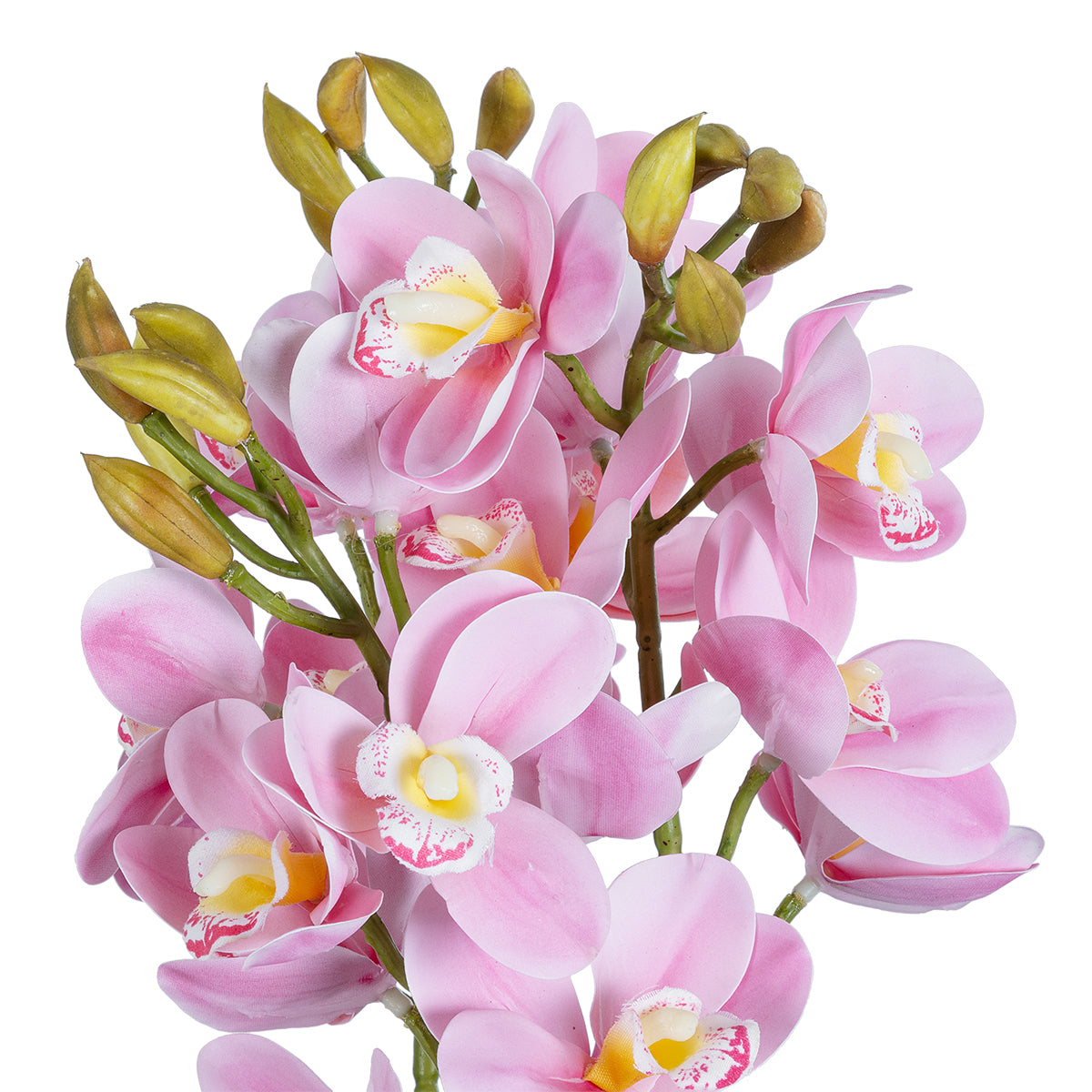 PALE PINK CHERRY CYMBIDIUM 21403 Διακοσμητικό Φυτό Ροζ Κυμβίδιο Υ60cm