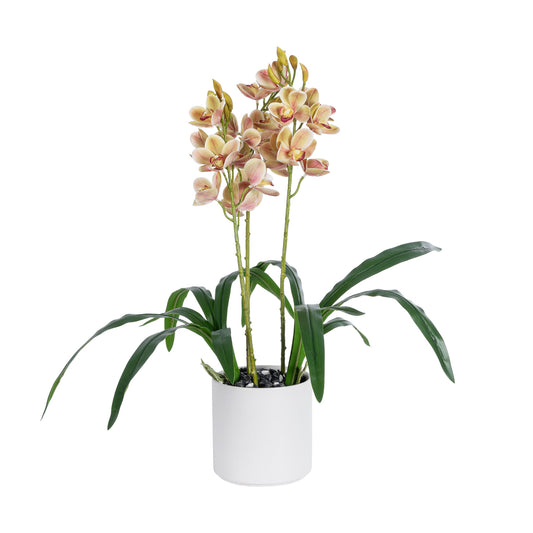 CHAMPAGNE CHERRY CYMBIDIUM 21404 Διακοσμητικό Φυτό Σαμπανιζέ Κυμβίδιο Υ60cm