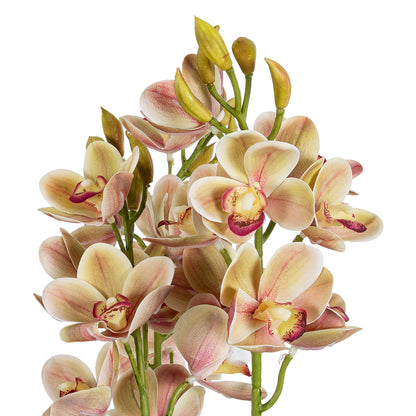 CHAMPAGNE CHERRY CYMBIDIUM 21404 Διακοσμητικό Φυτό Σαμπανιζέ Κυμβίδιο Υ60cm