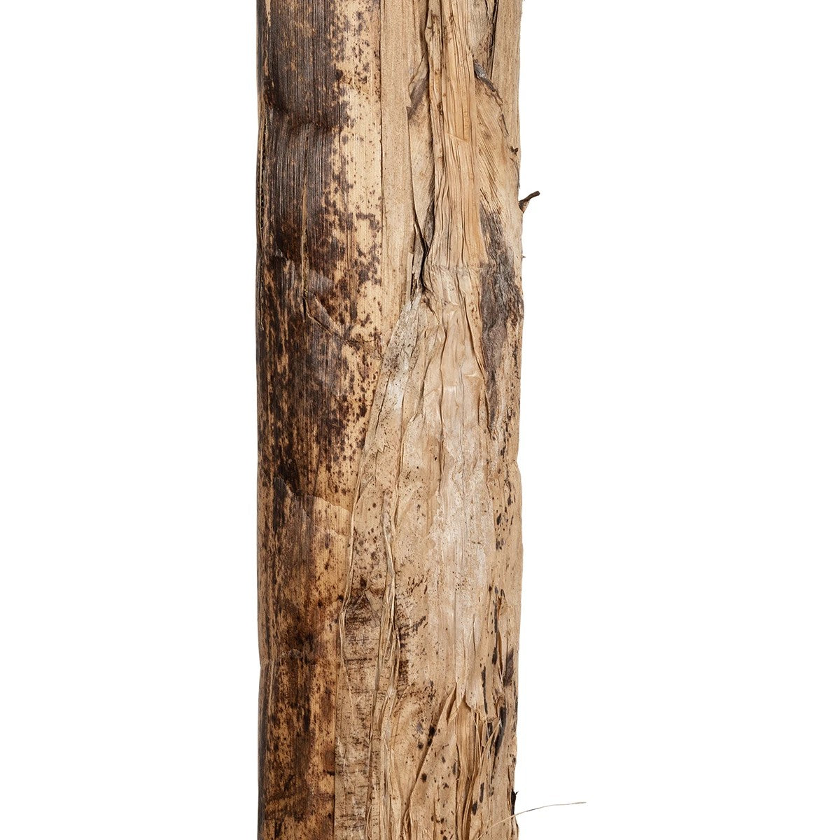 BANANA TREE 21501 Τεχνητό Διακοσμητικό Δέντρο Μπανανιάς Υ400cm