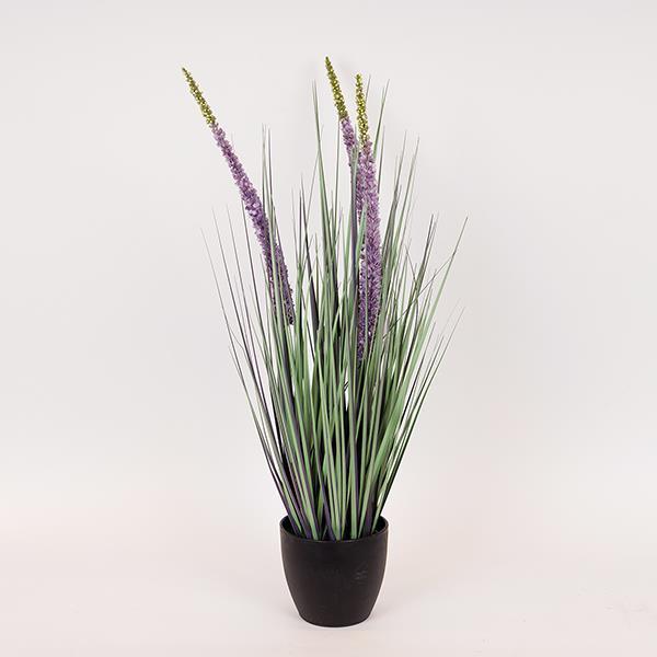 ΦΥΤΟ ΕΡΕΜΟΥΡΟΣ ΣΕ ΓΛΑΣΤΡΑ ΠΛΑΣΤΙΚΟ 80εκ