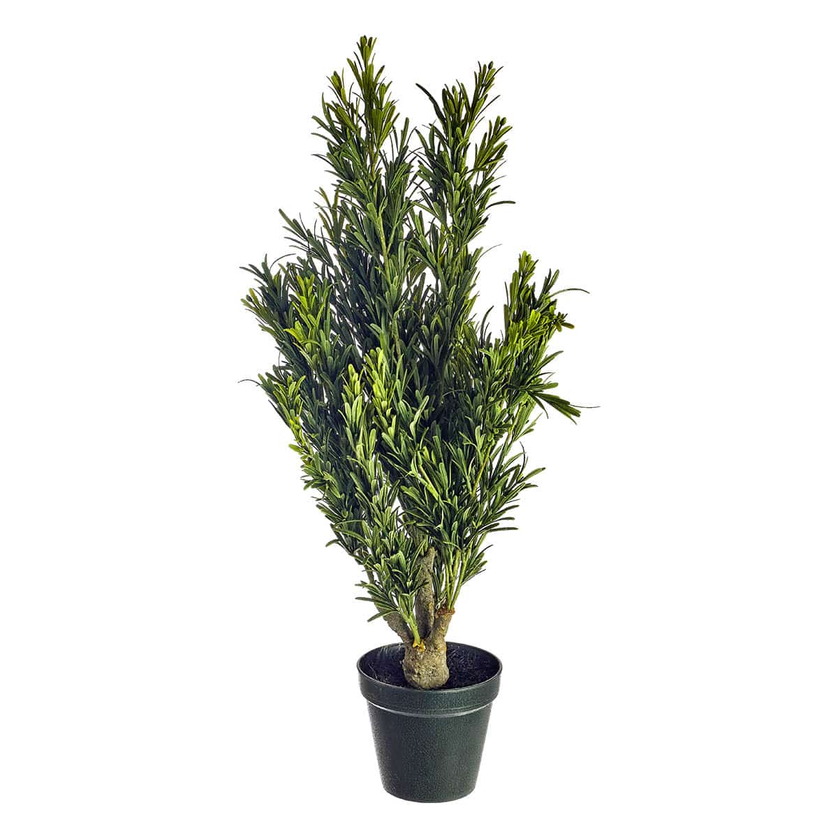 Δεντρολίβανο 75εκ